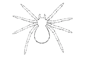 Spider · intricate clipping path path-outline view
